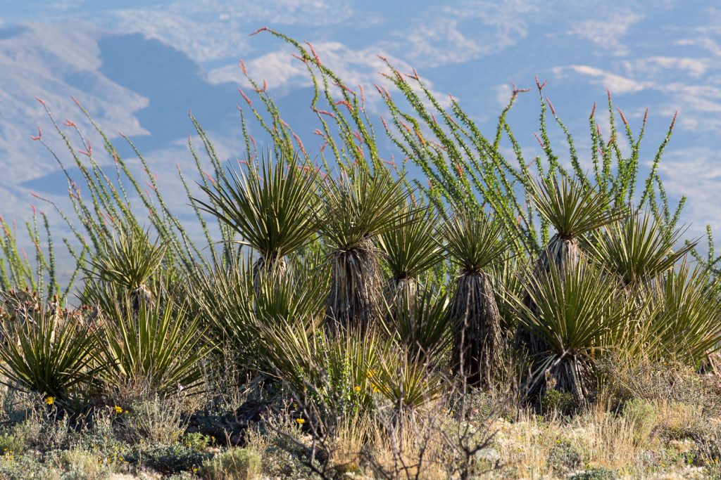 Ocotillo and Yucca Plants