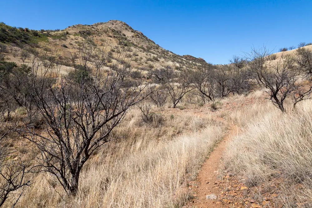 canelo-hills3594.jpg.webp