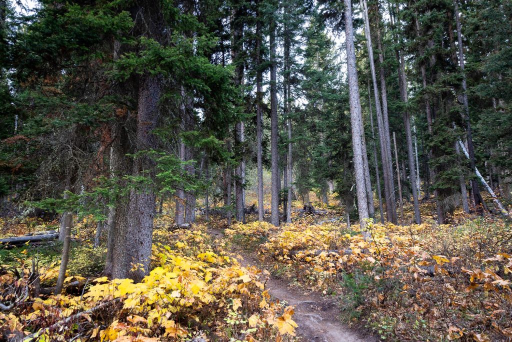 Fall Ground Leaves Below Mature Forest