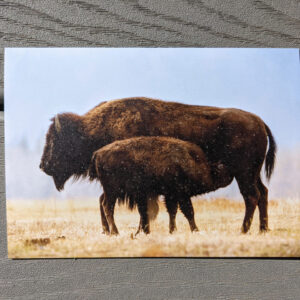 Bison Nursing Calf Greeting Card 1
