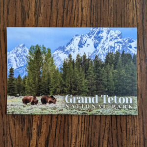Grizzly Bears Below Teton Mountains Postcard 1