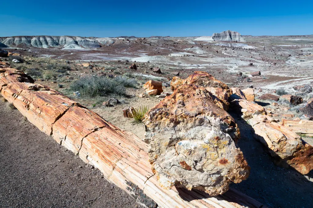 Crystal Forest - Petrified Forest National Park - Free Roaming Hiker