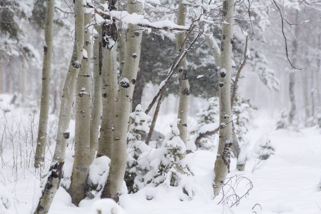 Aspen Grove in Snow Storm