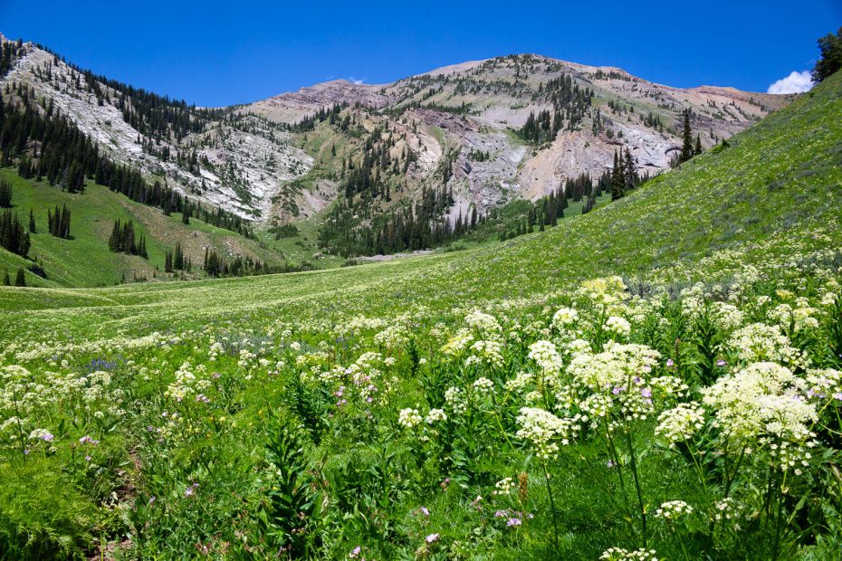 Mountain Wildflowers in Gros Ventre Mountains