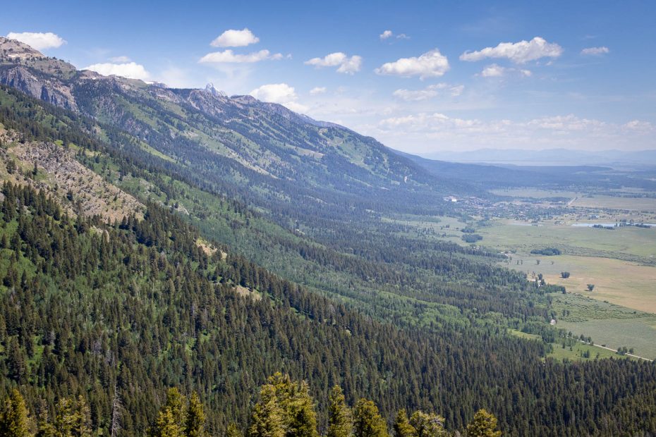 Jackson Hole Below Forest
